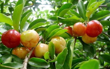 Sơ ri: D&ugrave; c&oacute; rất nhiều lợi &iacute;ch nhưng sơ ri vẫn kh&ocirc;ng khỏi bị &ldquo;mang tiếng&rdquo; l&agrave; một loại quả c&oacute; độc v&igrave; th&agrave;nh phần cyanide c&oacute; trong hạt của n&oacute;. Khi hạt sơ ri bị cắn vụn v&agrave; ở trong miệng của bạn, axit prussic được tiết ra v&agrave; c&aacute;c triệu chứng ngộ độc sẽ xuất hiện, nhẹ l&agrave; nhức đầu ch&oacute;ng mặt, nặng l&agrave; kh&oacute; thở, tim đập nhanh, suy h&ocirc; hấp.