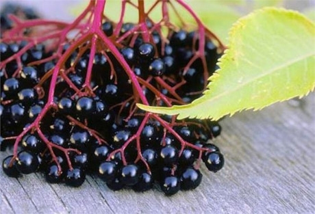 Quả c&acirc;y cơm ch&aacute;y: Nếu ăn quả của c&acirc;y cơm ch&aacute;y trước khi ch&uacute;ng ch&iacute;n th&igrave; c&oacute; thể bạn sẽ bị ngộ độc. Bạn cũng kh&ocirc;ng n&ecirc;n để trẻ nhỏ nghịch ăn l&aacute; hay cuộng của c&acirc;y.