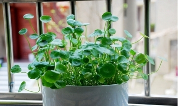 Cỏ đồng tiền phong thủy thực chất là rau má Trung Quốc