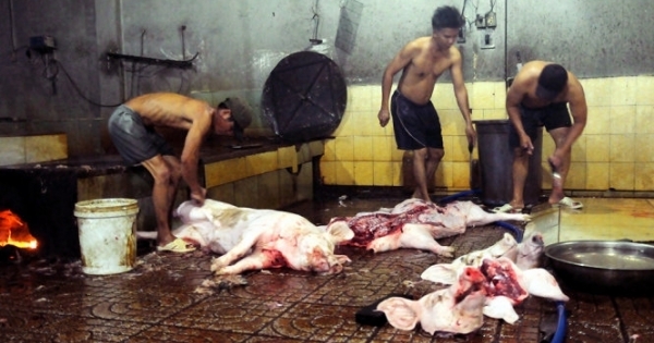 Bắt hơn 1,7 tấn heo giết mổ dưới sàn nhà dơ bẩn