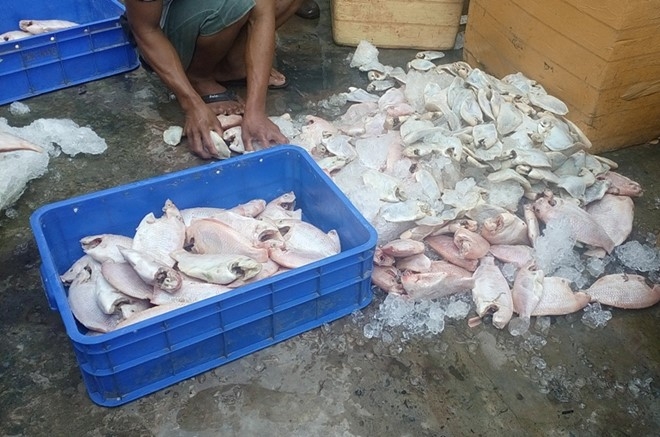 Chủ cơ sở thừa nhận đ&atilde; mua c&aacute; chết, c&aacute; ngộp về b&aacute;n cơm cho thực kh&aacute;ch, c&ocirc;ng nh&acirc;n. Ảnh: C&ocirc;ng an cung cấp