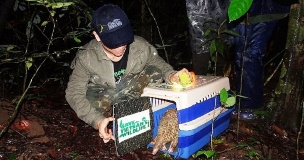 Thêm 20 cá thể tê tê Java được tái thả về tự nhiên