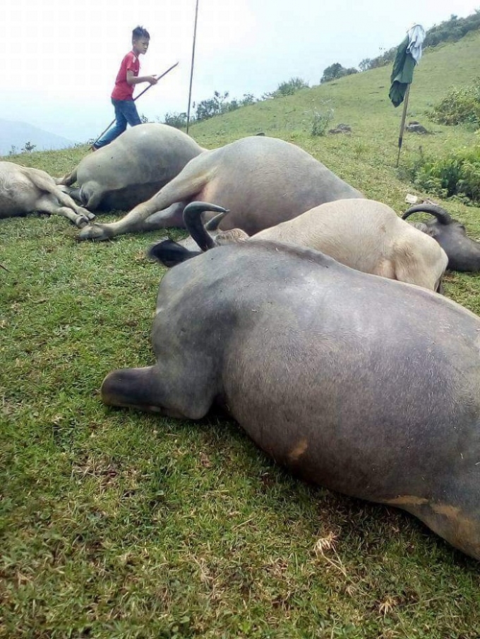 Đ&agrave;n tr&acirc;u bị chết bụng trương ph&igrave;nh, th&acirc;m t&iacute;m theo từng mảng, mồm c&oacute; vết m&aacute;u.