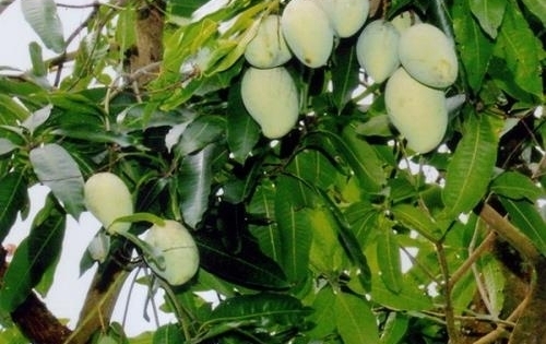 Khai mạc Tuần lễ nhận diện nông sản thực phẩm an toàn và đặc sản Nam Bộ tại Hà Nội