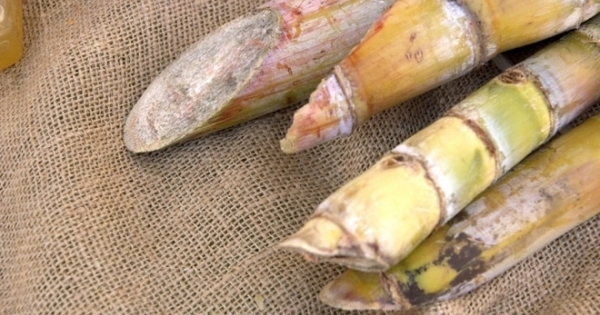 Những thực phẩm tự nó đã có độc bạn phải biết đường mà tránh xa