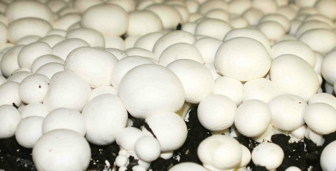 Những thực phẩm tự n&oacute; đ&atilde; c&oacute; độc bạn phải biết đường m&agrave; tr&aacute;nh xa