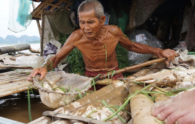 Phần lớn c&aacute; vớt kh&ocirc;ng kịp sẽ bị ươn, bốc m&ugrave;i ph&acirc;n hủy v&agrave; đ&agrave;nh phải vứt bỏ. (Ảnh: L.Sơn).