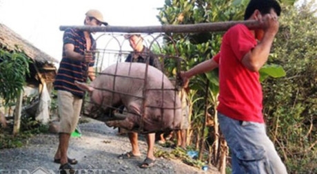 M&aacute;nh hiểm l&aacute;i bu&ocirc;n T&agrave;u: Thương l&aacute;i Việt hại n&ocirc;ng d&acirc;n Việt