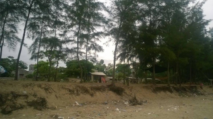 Rừng ph&ograve;ng hộ b&acirc;y giờ chỉ c&ograve;n l&agrave; một h&agrave;ng phi lao.