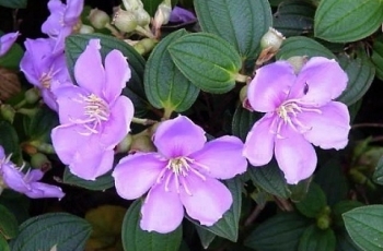 Những cây thuốc "cứu cánh" trong những trường hợp ngộ độc khẩn cấp