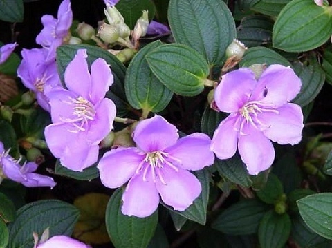 C&acirc;y mua thường được d&ugrave;ng để l&agrave;m thuốc giải độc sắn v&agrave; chữa rắn độc cắn hiệu quả.