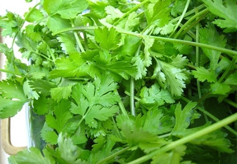 Rau m&ugrave;i thường d&ugrave;ng để chữa ngộ độc thức ăn.