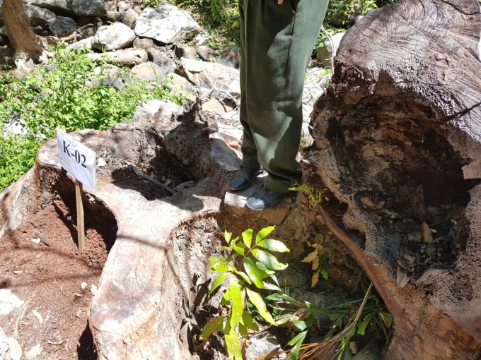 C&acirc;y gỗ bị kh&ocirc; mọt rỗng ruột cũng bị đưa v&agrave;o diện bị &ldquo;khai th&aacute;c&rdquo;.