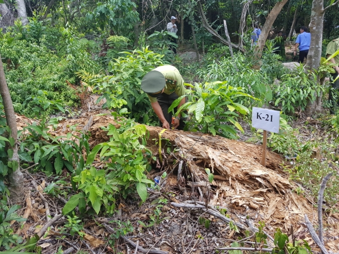 C&acirc;y bị kiểm k&ecirc; gần như đ&atilde; bị biến th&agrave;nh&hellip; m&ugrave;n.