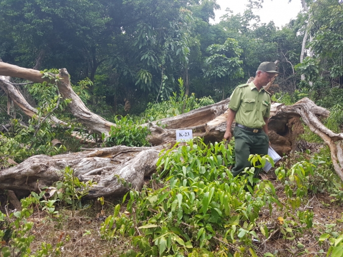 Đ&agrave; Nẵng: Cần đ&aacute;nh gi&aacute; kh&aacute;ch quan đối với việc dọn vệ sinh rừng ở Sơn Tr&agrave;