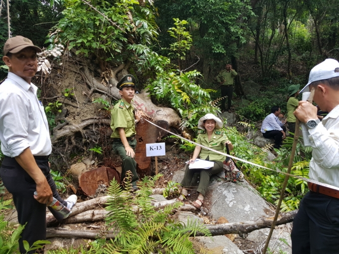 Đ&agrave; Nẵng: Cần đ&aacute;nh gi&aacute; kh&aacute;ch quan đối với việc dọn vệ sinh rừng ở Sơn Tr&agrave;