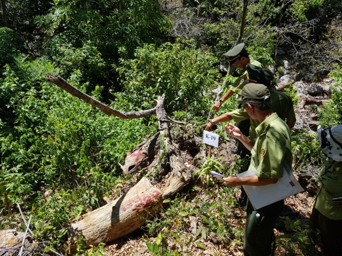 Đ&agrave; Nẵng: Cần đ&aacute;nh gi&aacute; kh&aacute;ch quan đối với việc dọn vệ sinh rừng ở Sơn Tr&agrave;
