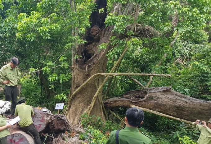 Nhiều c&acirc;y bị g&atilde;y đổ do mưa b&atilde;o, gốc bị mục mối.