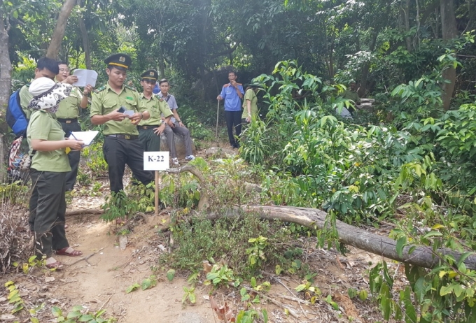 Đ&agrave; Nẵng: Cần đ&aacute;nh gi&aacute; kh&aacute;ch quan đối với việc dọn vệ sinh rừng ở Sơn Tr&agrave;