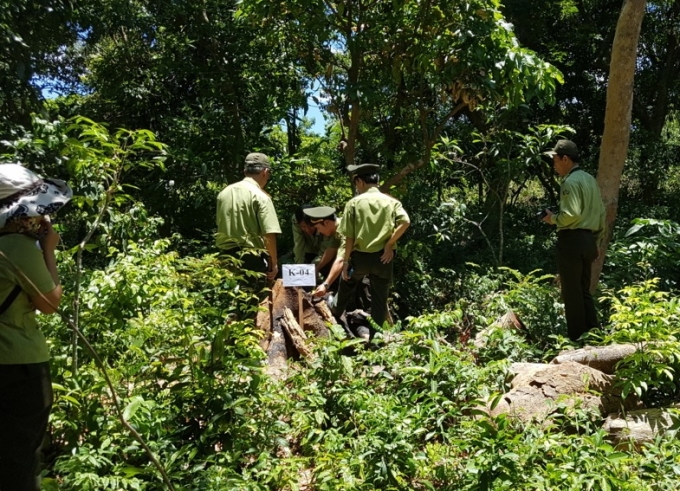 Những c&acirc;y gỗ dạng n&agrave;y chỉ c&oacute; thể l&agrave;m&hellip; củi đun