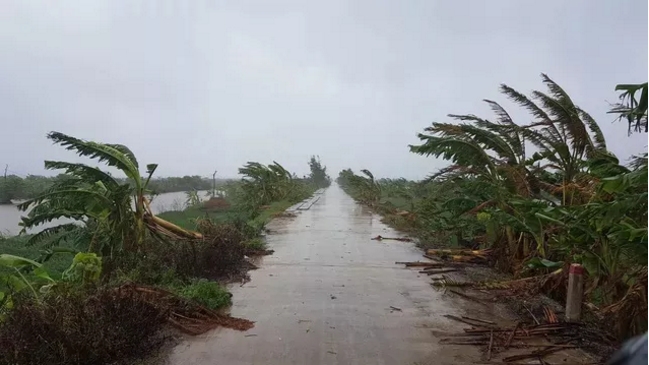 Gi&oacute; lớn ở Nam Định (Ảnh: D&acirc;n tr&iacute;)