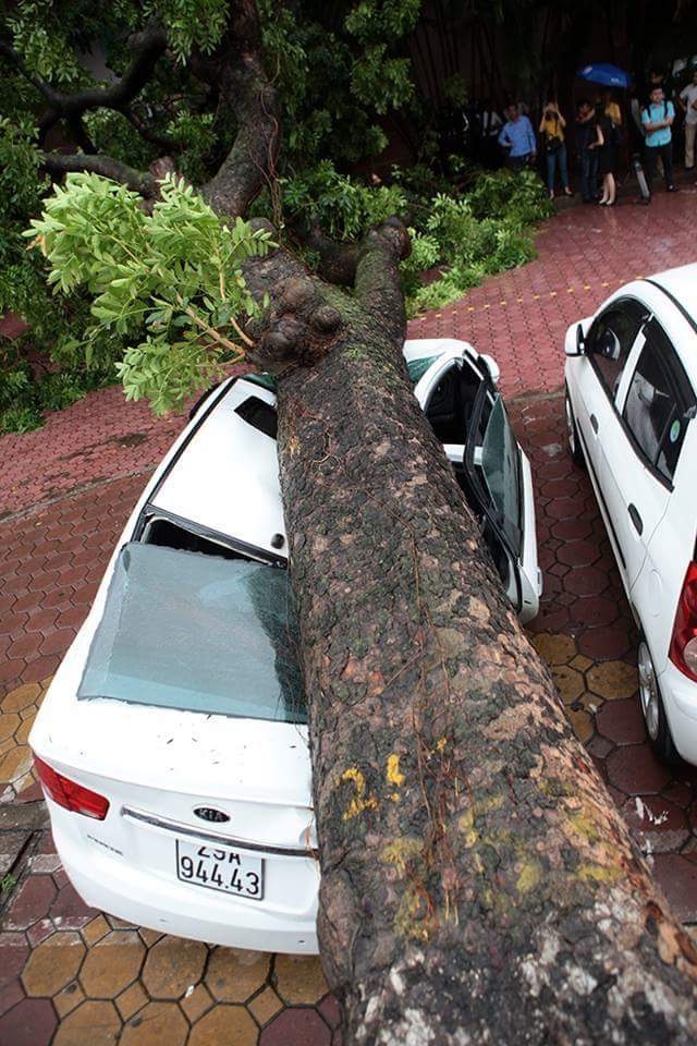 Một c&acirc;y x&agrave; cừ tr&ecirc;n đường Hai B&agrave; Trưng (H&agrave; Nội) bất ngờ bật gốc đ&egrave; l&ecirc;n xe &ocirc; t&ocirc; 4 chỗ đang đỗ tr&ecirc;n vỉa h&egrave;. Ảnh: Việt Linh