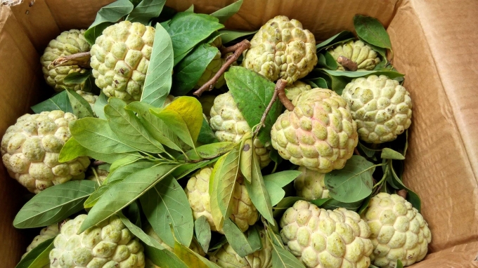 Nếu sử dụng một số lượng lớn loại na được ủ bằng acetylene c&oacute; thể khiến người d&ugrave;ng bị ngất xỉu do ngộ độc. Ảnh: minh họa.