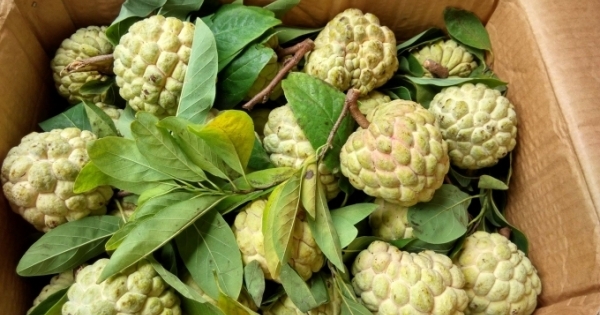 Cẩn trọng với na chín ép bằng hóa chất