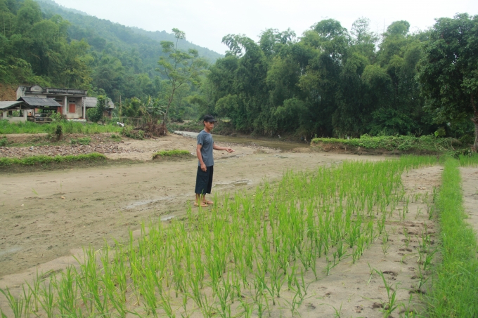 Do ảnh hưởng của cơn b&atilde;o số 2, trong c&aacute;c ng&agrave;y m&ugrave;ng 4 v&agrave; 5/8/2016, tr&ecirc;n địa b&agrave;n x&atilde; Gia Ph&uacute;, huyện bảo Thắng, tỉnh L&agrave;o Cai đ&atilde; xảy ra mưa to k&eacute;o d&agrave;i dẫn đến lũ qu&eacute;t đ&atilde; g&acirc;y thiệt hại rất lớn đến hoa m&agrave;u của b&agrave; con.