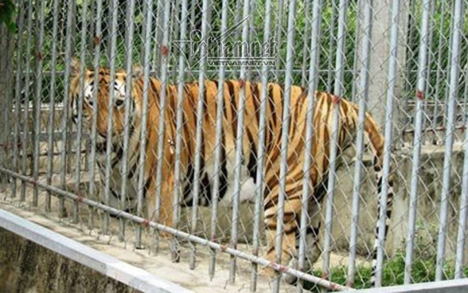 Hổ nu&ocirc;i nhốt tại một trang trại ở Nghệ An.