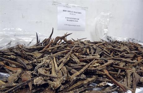 Số c&aacute; ngựa kh&ocirc; bị Hải quan Paris bắt giữ. (Ảnh: AFP)