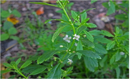 Những loại thực phẩm gi&uacute;p giải độc cơ thể nhanh ch&oacute;ng