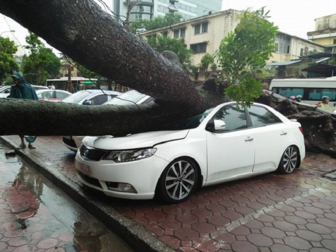H&igrave;nh ảnh chiếc xe bị đ&egrave; bẹp do c&acirc;y đổ.