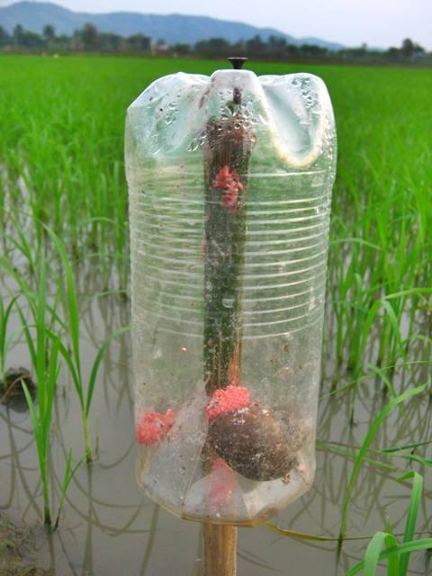 Chiếc bẫy đơn giản được l&agrave;m bằng chai nhựa.