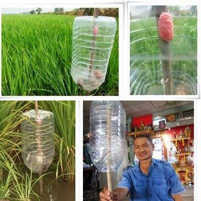 Chiếc bẫy được người n&ocirc;ng d&acirc;n Th&aacute;i Lan thiết kế ho&agrave;n chỉnh