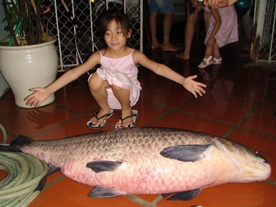 Một ch&uacute; trắm đen kh&aacute; lớn do c&acirc;u được ở Hồ T&acirc;y. (Ảnh sưu tầm).