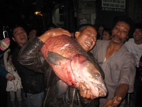 Những con c&aacute; trắm đen lớn như thế n&agrave;y từng c&oacute; rất nhiều ở Hồ T&acirc;y. (Ảnh sưu tầm).