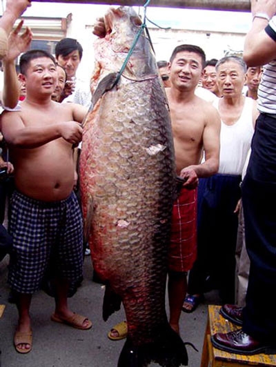 Con trắm đen nặng 75kg n&agrave;y được cho l&agrave; kỷ lục ở Trung Quốc, song so với con 90kg ở Hồ T&acirc;y th&igrave; c&ograve;n k&eacute;m xa, c&ograve;n so với con 2,5 tạ ở Việt Tr&igrave; th&igrave; chỉ đ&aacute;ng h&agrave;ng &ldquo;t&eacute;p riu&rdquo;. (Ảnh sưu tầm).