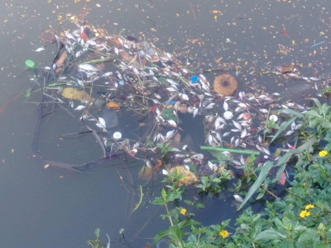 C&aacute; nổi tr&ecirc;n mặt s&ocirc;ng An Cựu c&oacute; đủ c&aacute;c lo&agrave;i lớn nhỏ, trong đ&oacute; c&oacute; những con c&aacute; ch&eacute;p c&oacute; trọng lượng từ 2-3kg. (Ảnh: K&ocirc;ng Th&agrave;nh)