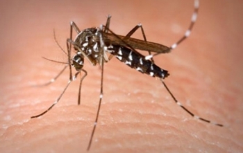 Các tỉnh Nam Bộ và Tây Nguyên căng mình chống sốt xuất huyết