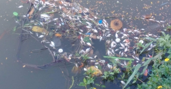 Huế: Cá chết trắng một đoạn sông An Cựu