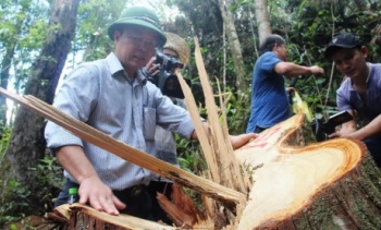 Hé lộ thời điểm công bố vụ phá rừng pơ mu