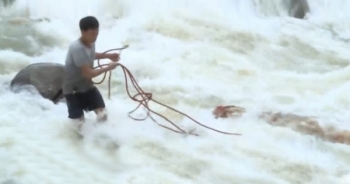 Thời sự 9h ngày 23/8/2016: Rủi ro khi vớt củi giữa dòng lũ