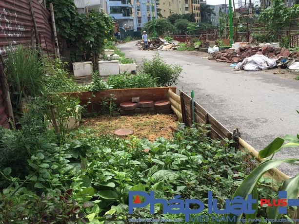 Những luống rau được trồng tr&ecirc;n vỉa h&egrave; tr&ocirc;ng rất phản cảm