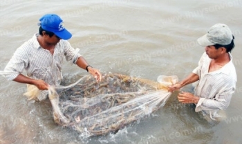 Ngành nông nghiệp nỗ lực thoát tăng trưởng âm: Trông chờ vào con tôm