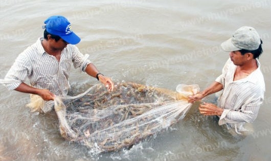 Con t&ocirc;m đang trở th&agrave;nh &ldquo;cứu c&aacute;nh&rdquo; cho ng&agrave;nh n&ocirc;ng nghiệp. (Ảnh minh họa)