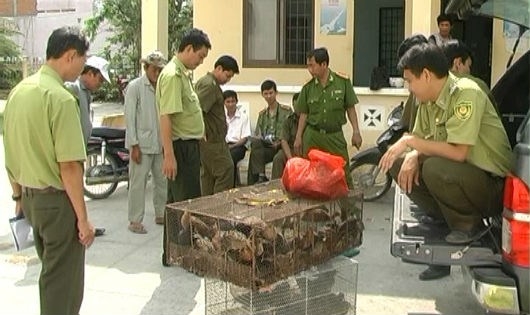 Bắt động vật hoang d&atilde; tại Tr&agrave;m Chim.