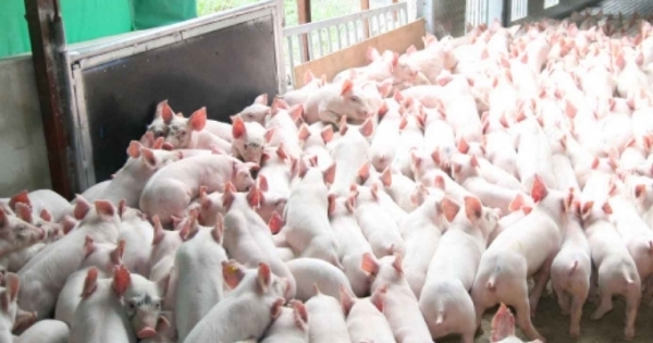 Kinh doanh thịt heo sạch được hỗ trợ