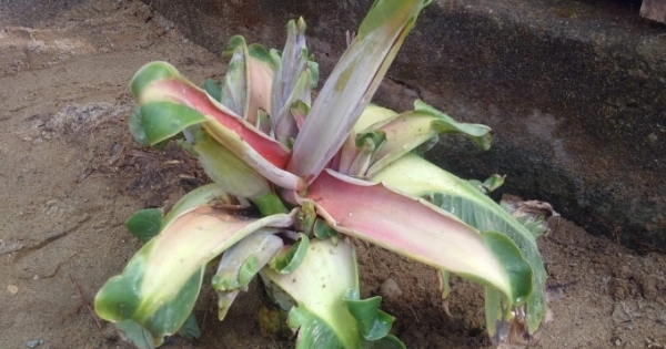 Thừa Thiên-Huế: Tuyên truyền bà con không thêu dệt chuyện "cây chuối thần"