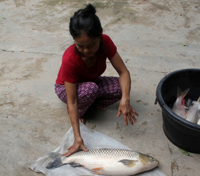Những con c&aacute; lớn c&oacute; trọng lượng 2,5 - 3kg bỗng chết trắng lồng.